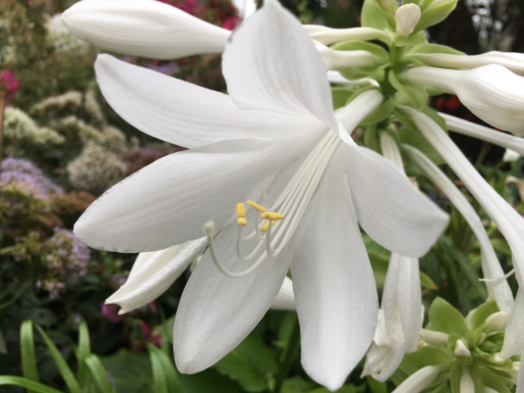 Hostas
