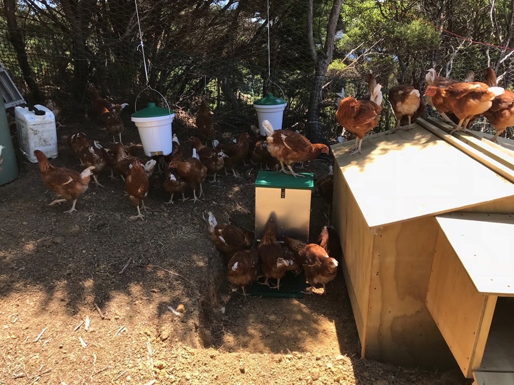 Fearless fowl heading for retirement
