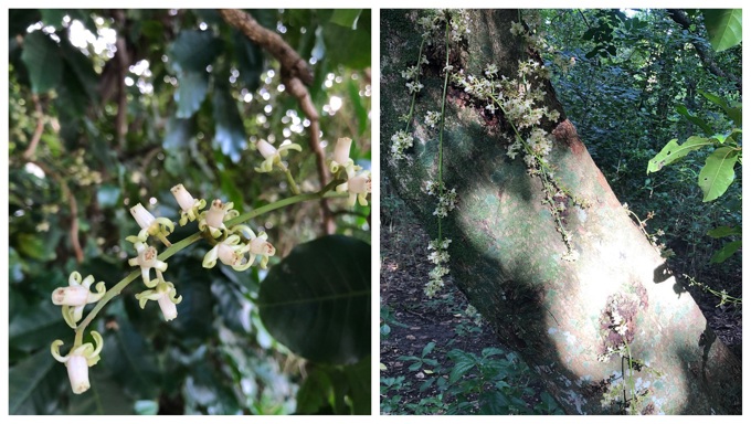 Kohekohe Flowering