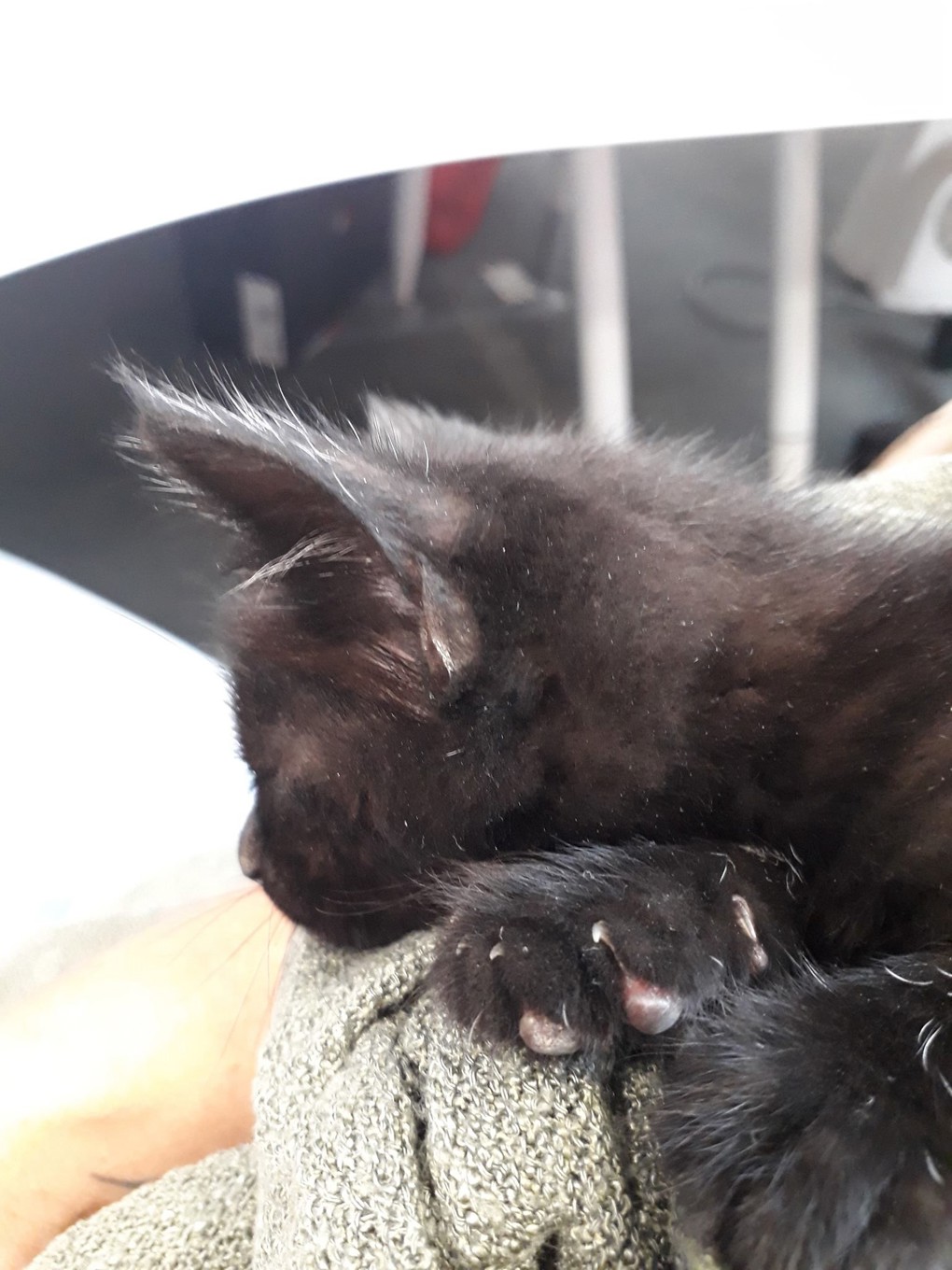 CRL Kitten (1)