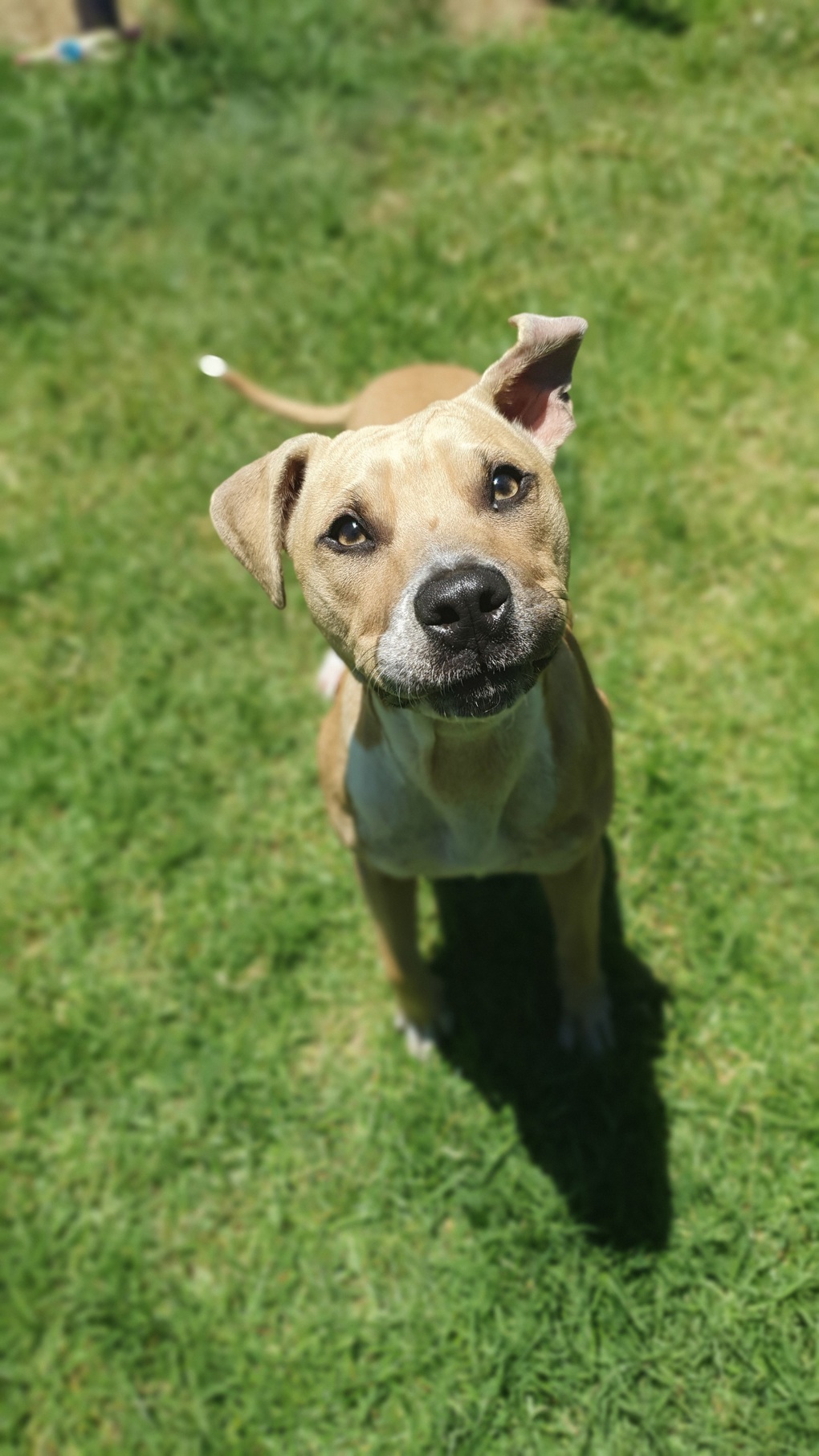 Dog shelter 1