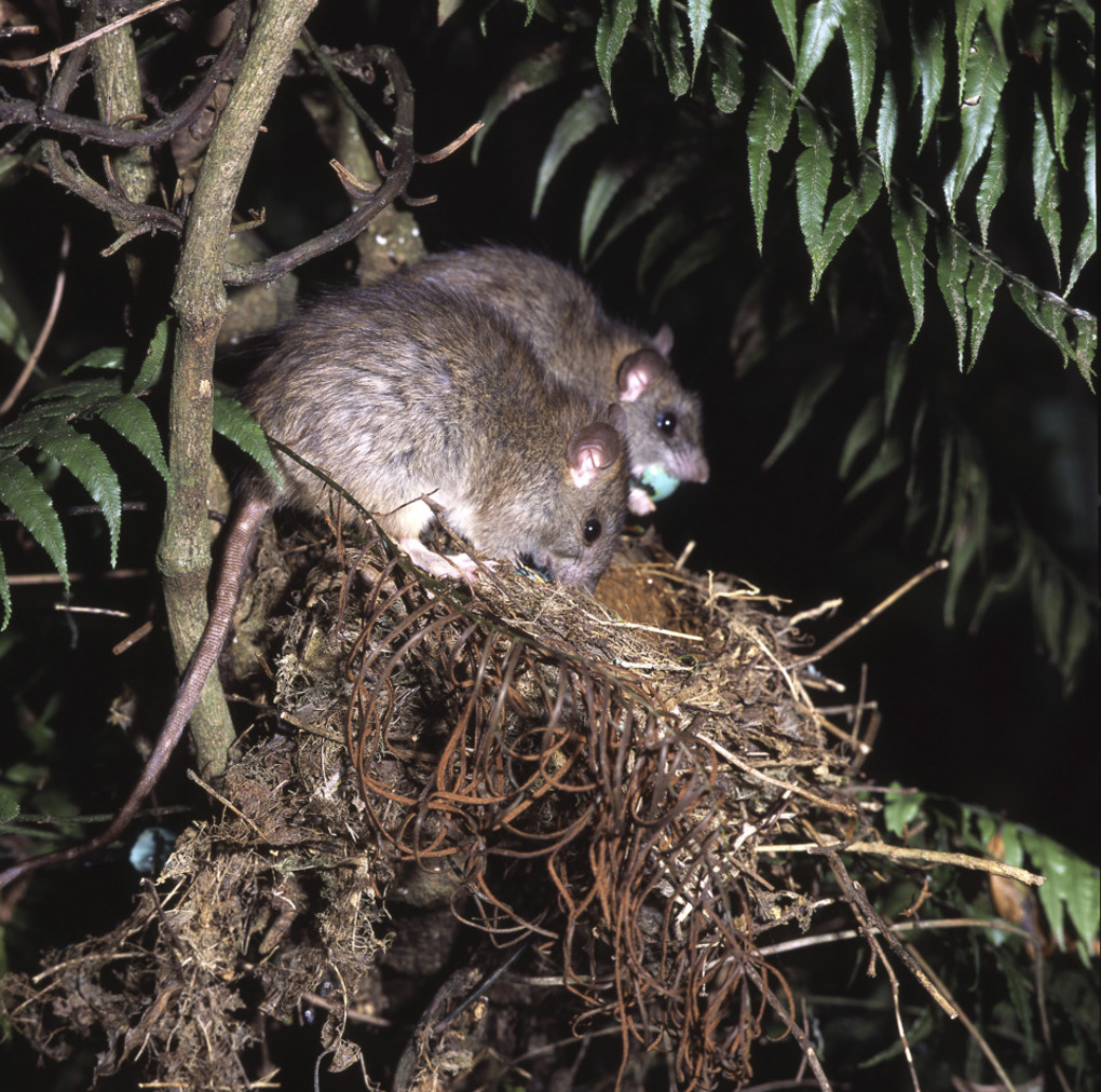 Rat war