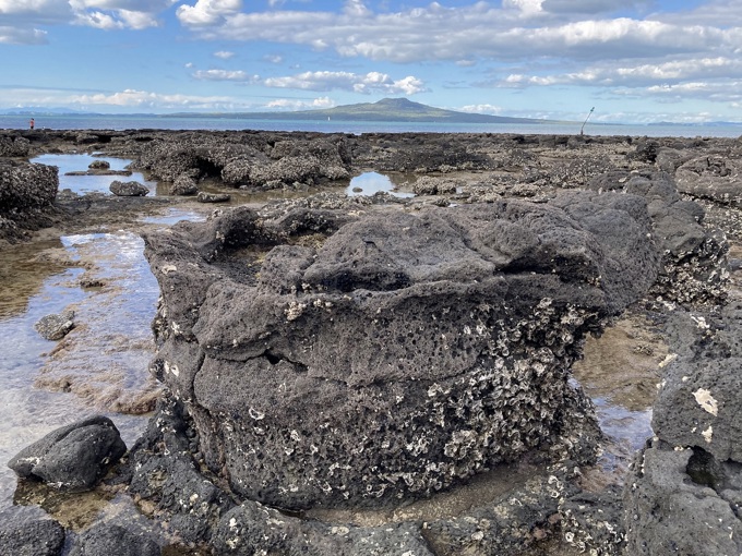 Takapuna fossils