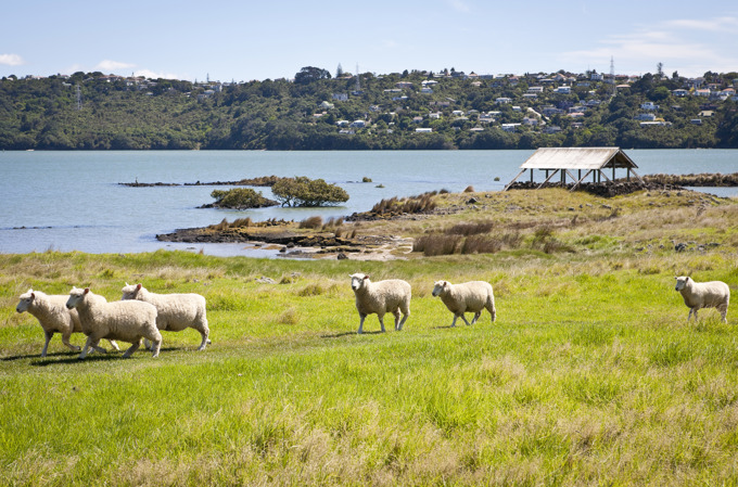 Manukau Harbour Magic