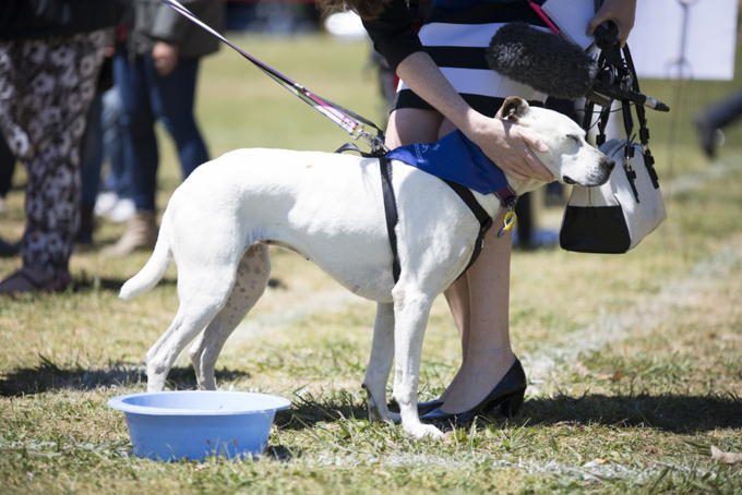 "Walkies" a resounding success (1)
