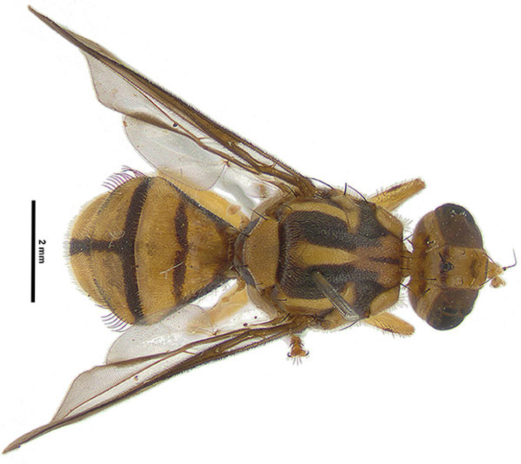 Tau Fly