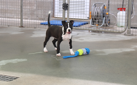 Charmander tile image