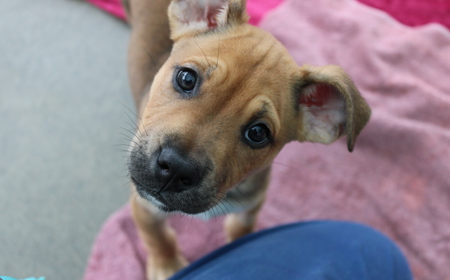 Spiderman tile image