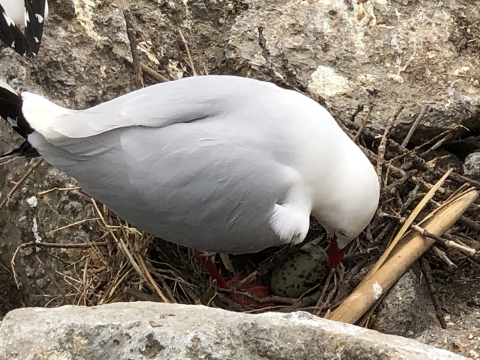 Decoys lure birds to new breeding site