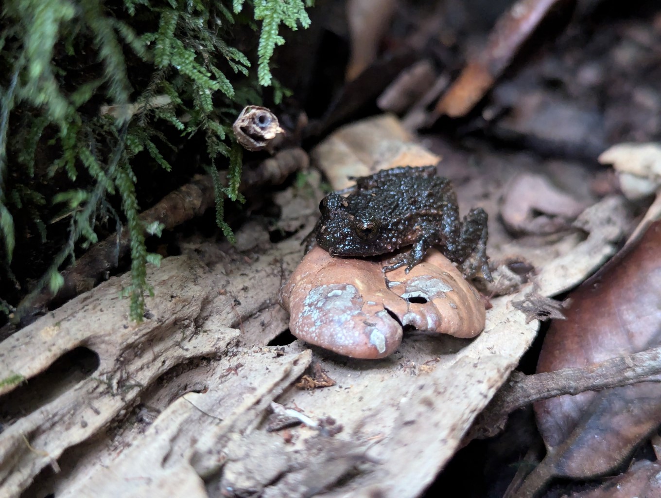 Hochstetter's Frog on rock.