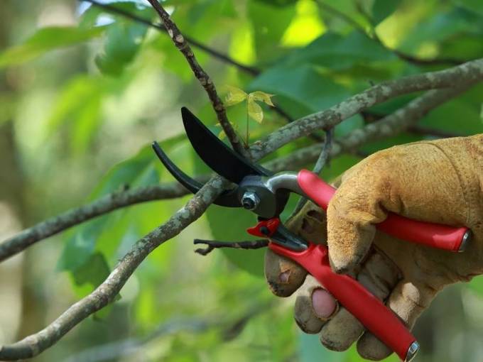 Pruning-1200x900_xwsbtwkd.jpg