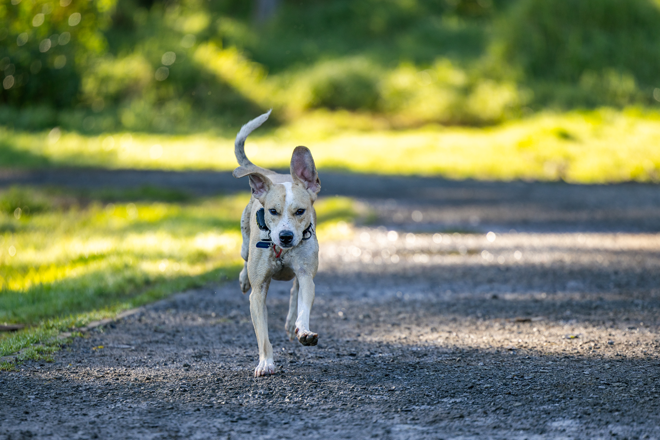 A dog running off leash on a stony path. 