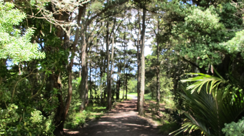 The hidden gems that are urban forests 4