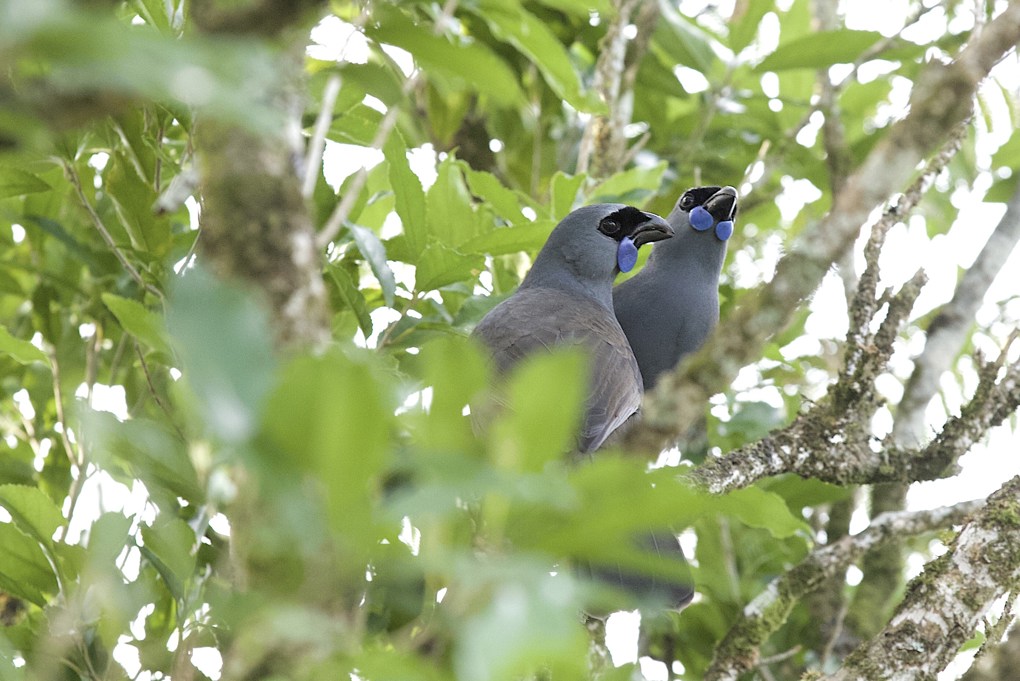 Kokako census