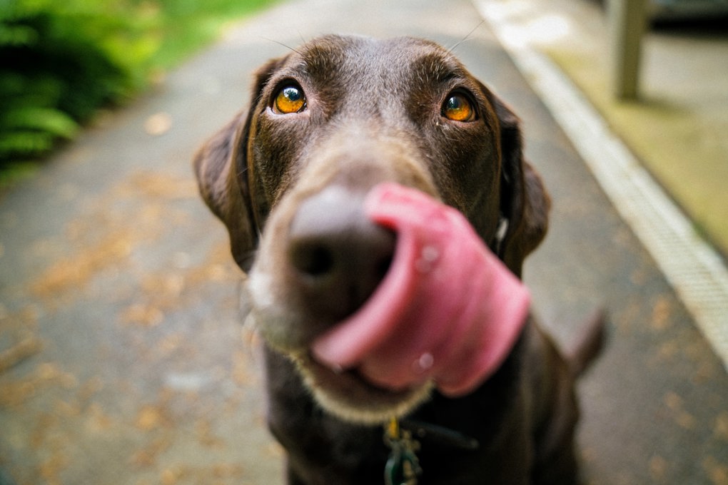 dog 1