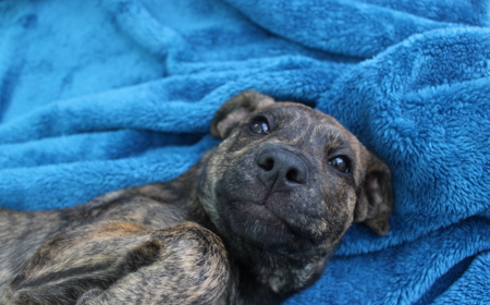 Wiltshire tile image