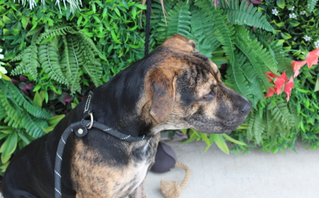 Piplup (ADOPTED) tile image