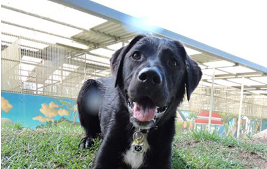 Moki (2)