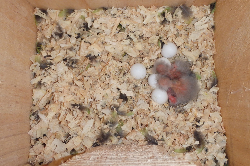 Rare chicks hatch at Auckland Zoo_1