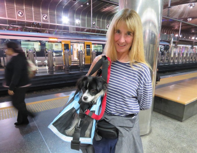 Paws on public transport - top trips with your pets (2)