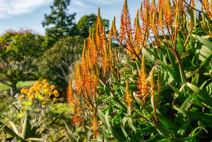 Botanic Gardens Image 4