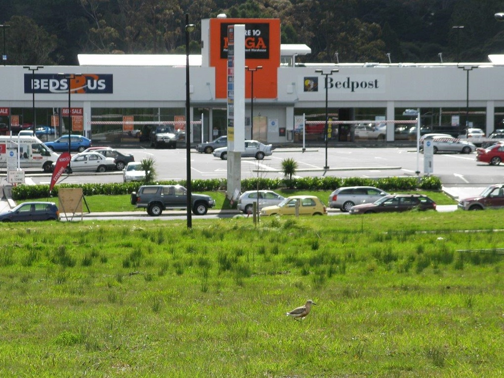 Urban dotterels 1