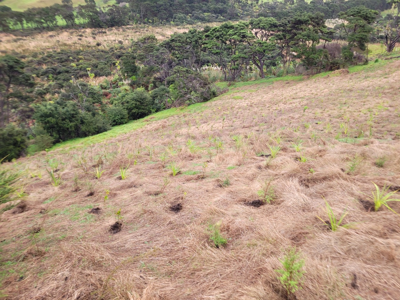 A field of growing plants. 