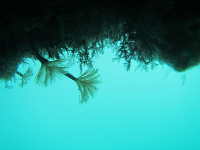 Clean hull consultation 2