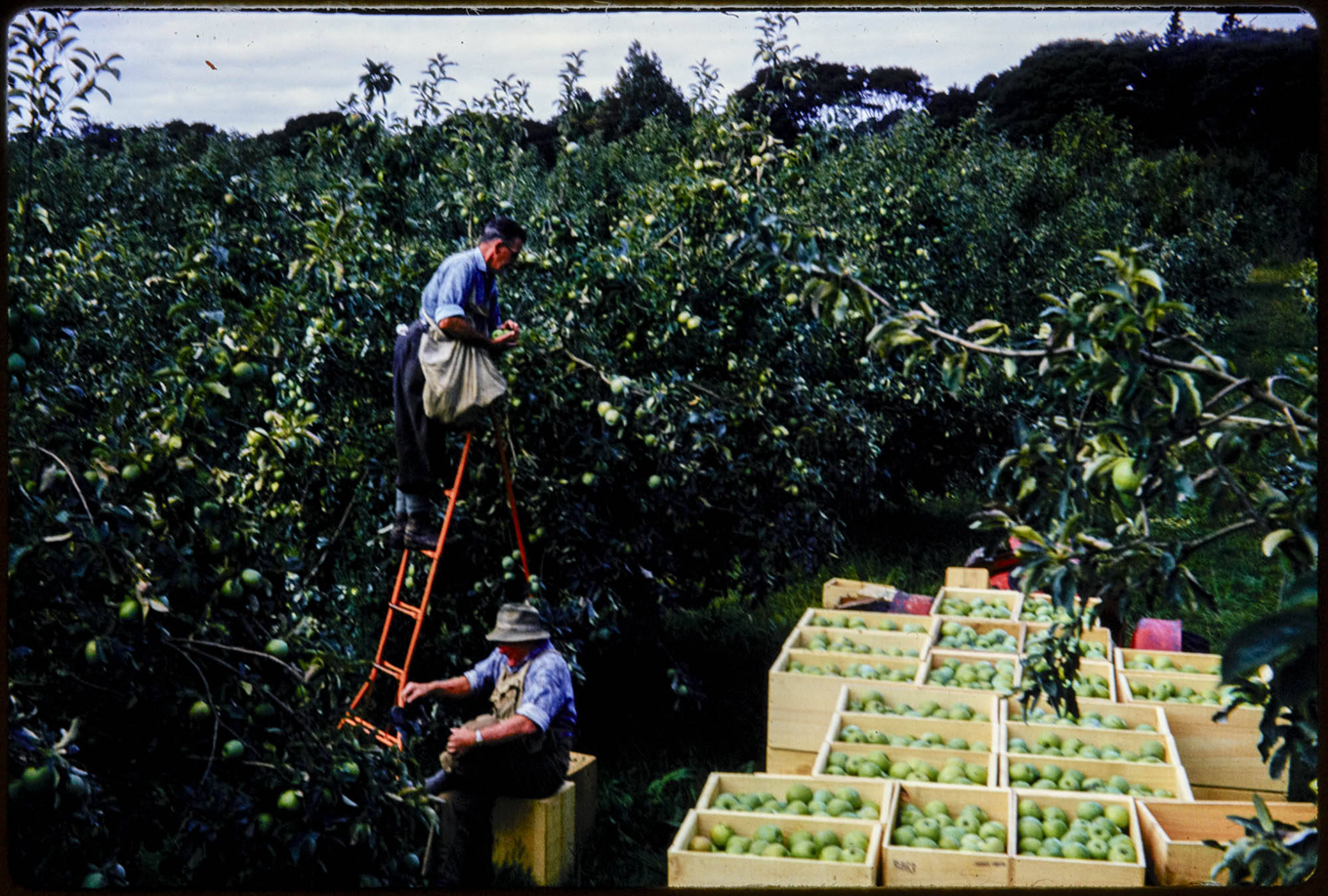 Two men picking Granny Smiths apples in a orchard. 