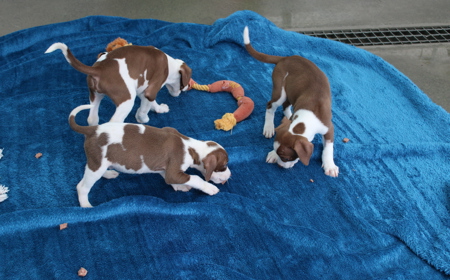 Salsa (ON HOLD) tile image