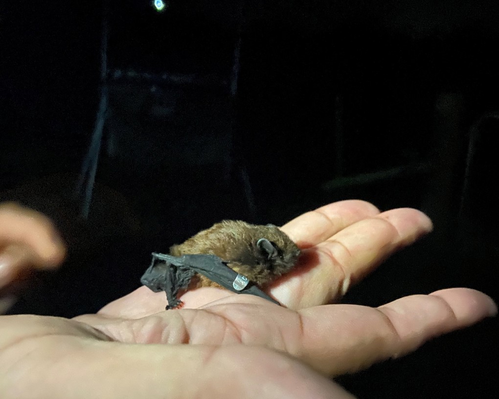 Bat