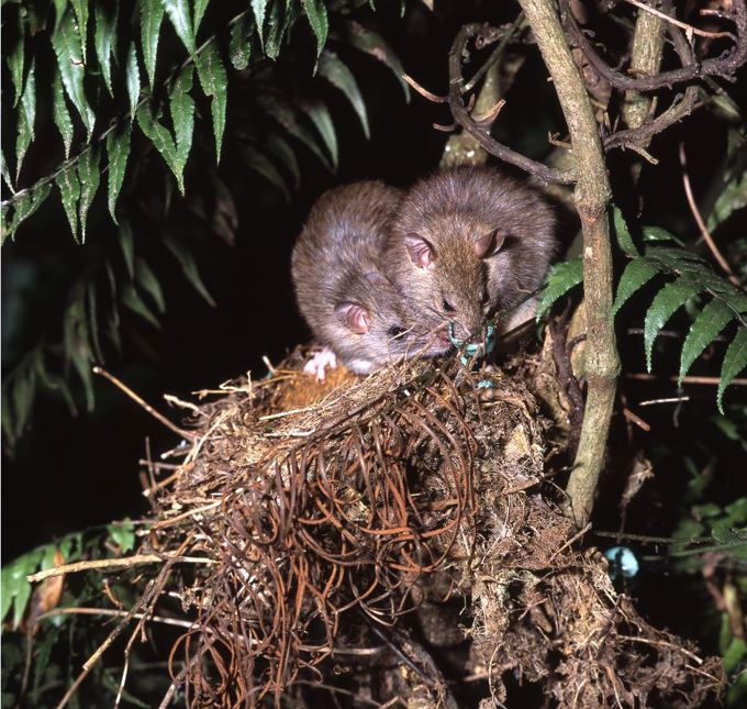 Pied Piper Needed_Rats.JPG