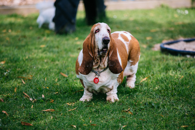 Auckland Council welcomes furry friends (1)
