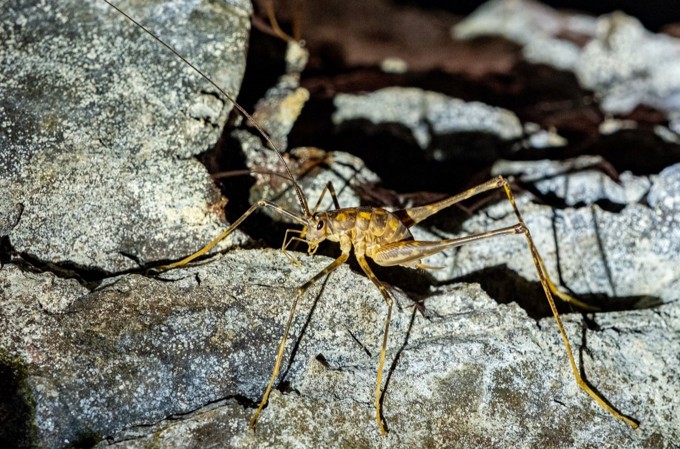 Cave wētā: Greg Lokes