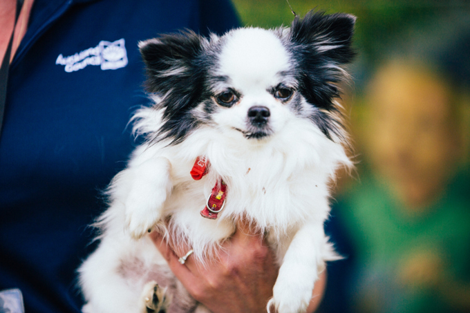 Auckland Council welcomes furry friends (2)