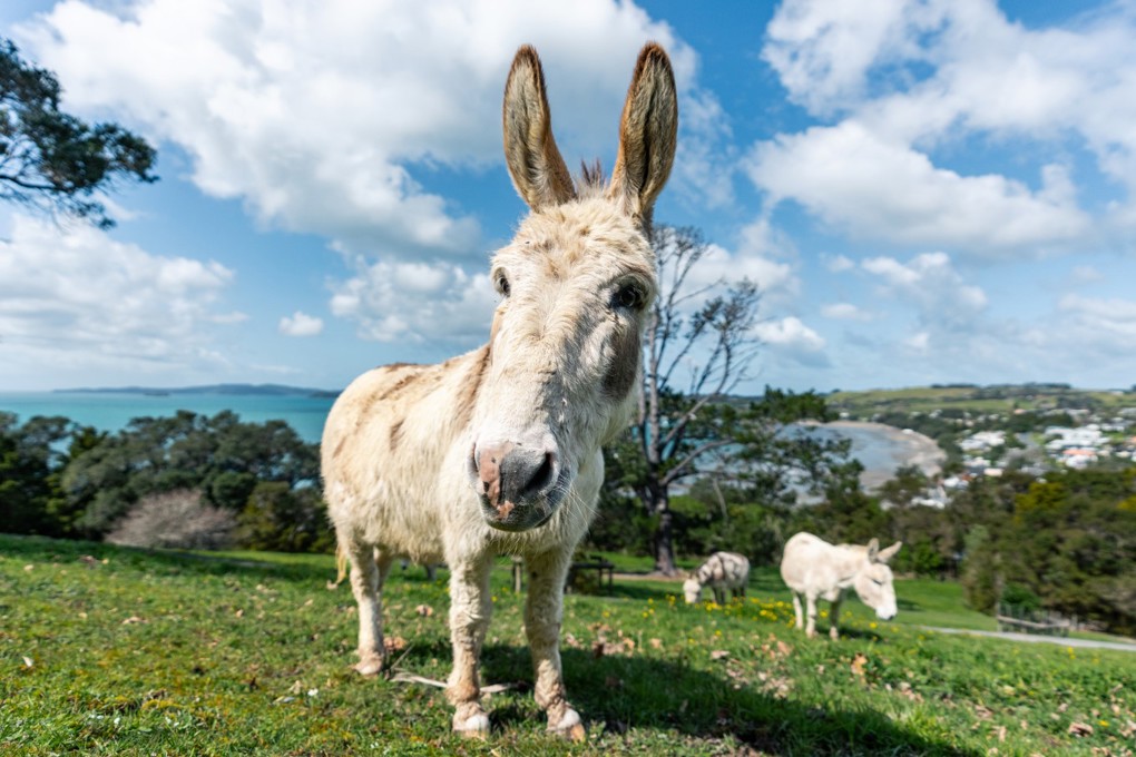 Donkey
