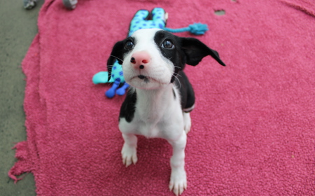 Juniper (ADOPTED) tile image