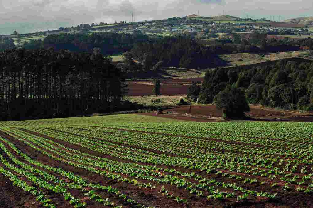 Greater protection for Auckland’s most productive land