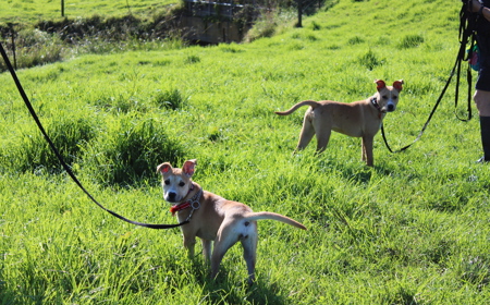 Thai (ADOPTED) tile image