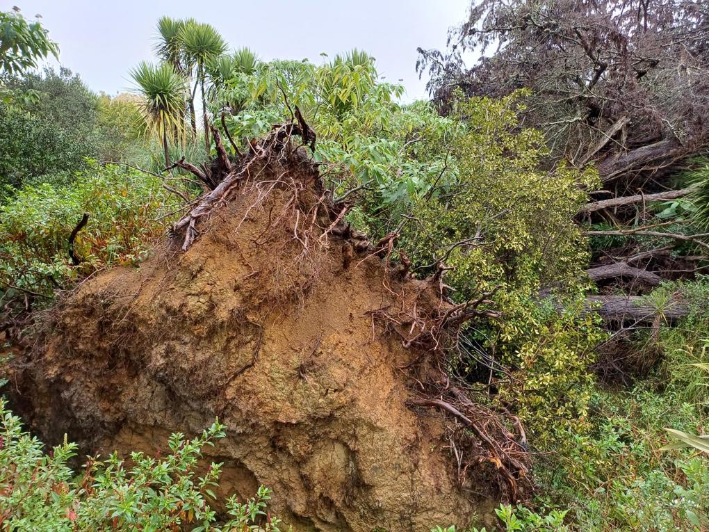 Tree Down