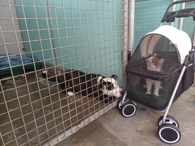 Pukekohe Dog Adoption Centre