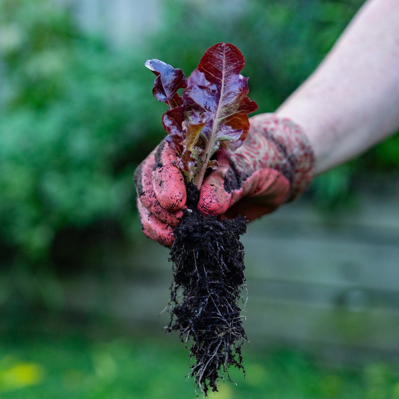 A person planting lettuce.