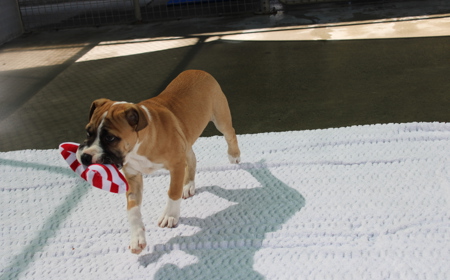 Racka (ADOPTED) tile image