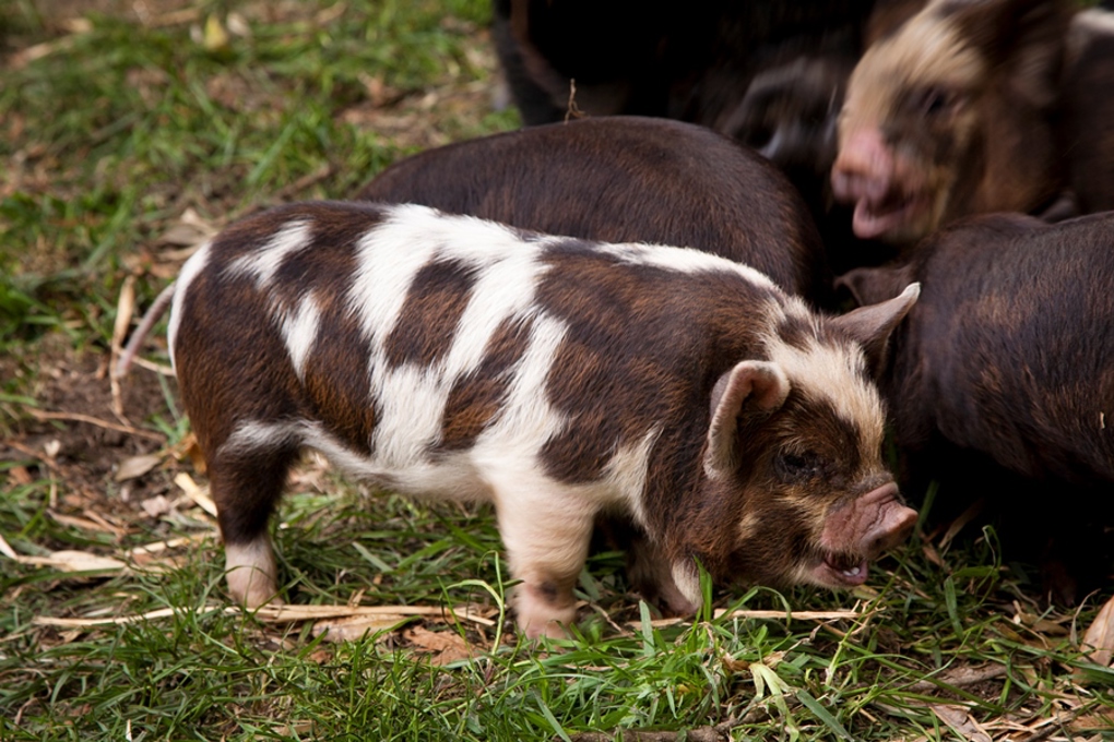 Pig Poo & Kauri