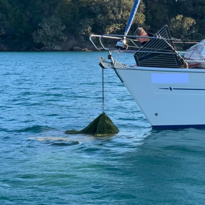 Exotic Caulerpa on anchor