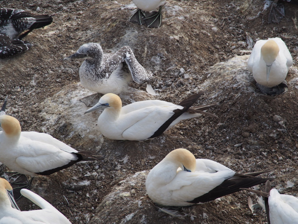 Seabird Hotspot 2