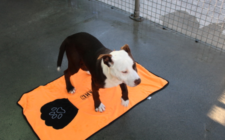 Novus tile image