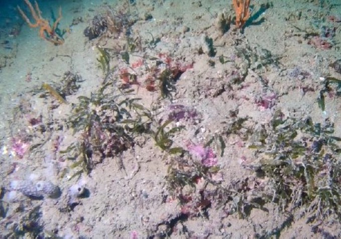 Exotic Caulerpa Katherine Bay