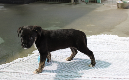 Dorper (ON HOLD) tile image