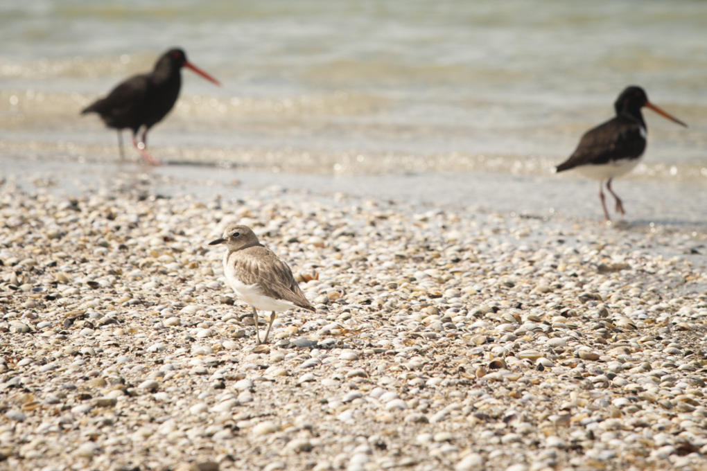 Dotterel